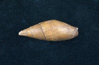 藏品(咖啡筆螺)的圖片